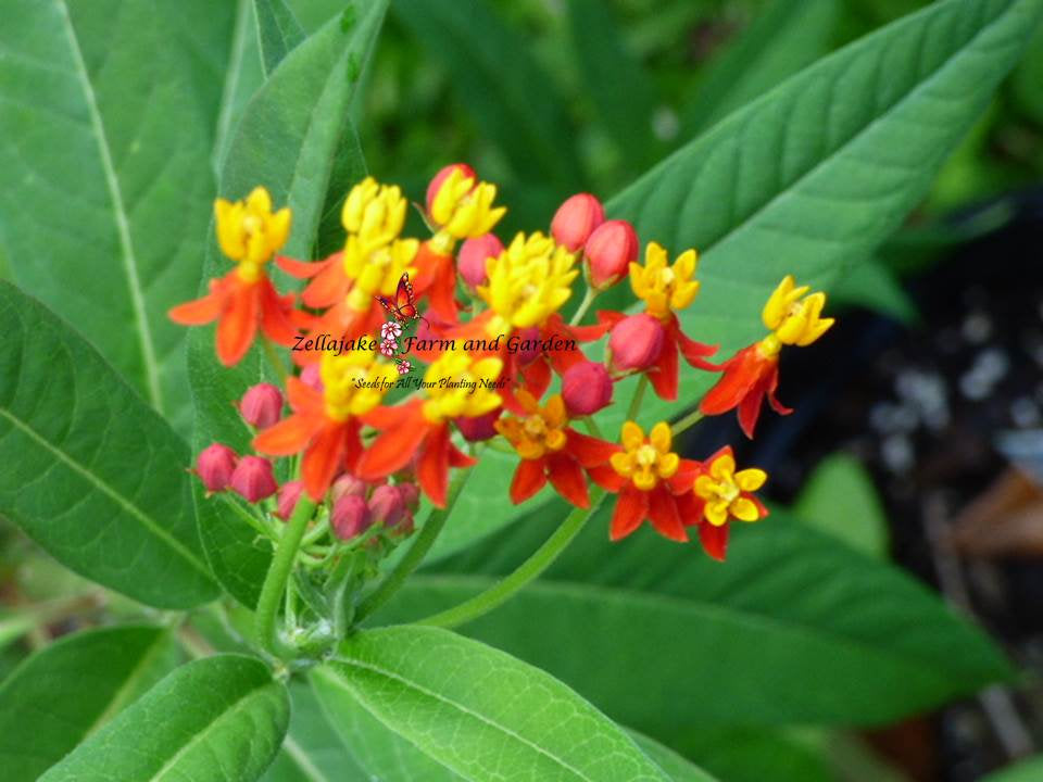 Dried Milkweed — KB Flowers