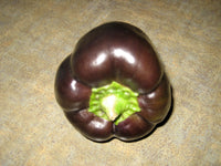 Heirloom Chocolate Beauty Bell Pepper Seeds - Capsicum annuum - B123