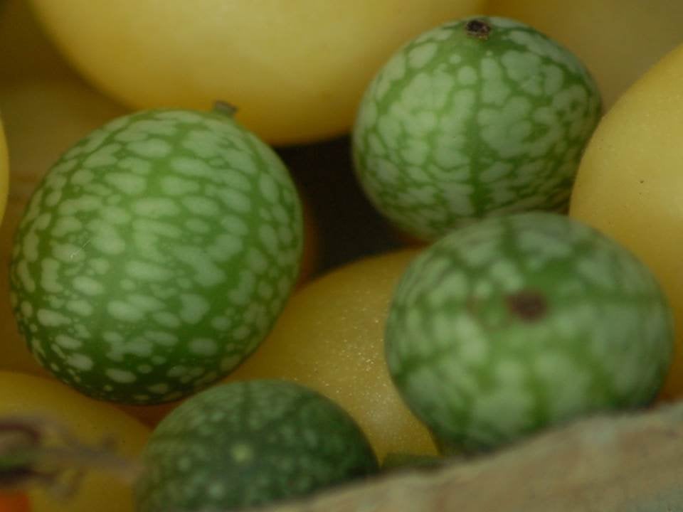 Cucamelon - Mexican Sour Gherkin – MIgardener