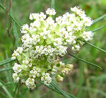 Whorled Milkweed - Asclepias verticillata - FR6