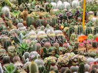 Cactus Garden Seed Mix - B318