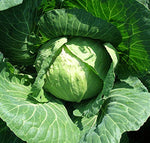 Heirloom Golden Acre Cabbage Seeds - Brassica olearacea var. capitata - B161