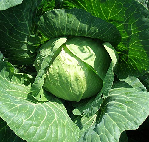 Golden Acre Cabbage Seeds - B161