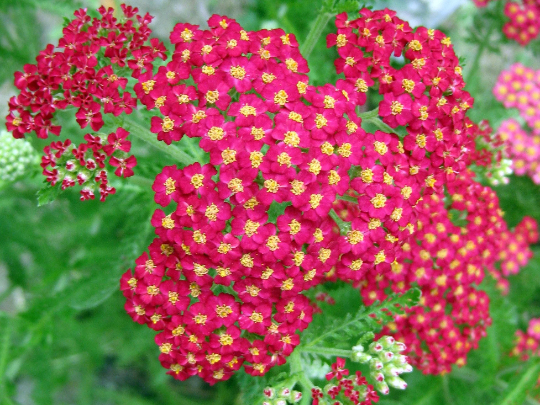 Red Yarrow Wildflower Seeds - Achillea millefolium - B206