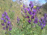 Blue Lupine Seeds - Lupinus polyphyllus - B334