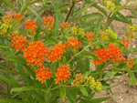 Butterfly Weed Seeds - Orange Milkweed - Asclepias tuberosa - B213