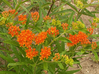 Butterfly Weed Seeds - Asclepias tuberosa - B213