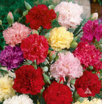 Carnation, Clove 'Chabaud Mix' Seeds - Dianthus Caryophyllus - B357