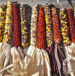 Heirloom Indian Corn Seeds - Zea mays - M4