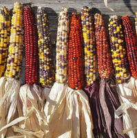 Treated Indian Corn Seeds - M4
