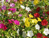 Four O'clock Formula Flower Seed Mix - Mirabilis jalapa - B20