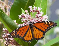 Common Milkweed Seeds - Asclepias syriaca - B224