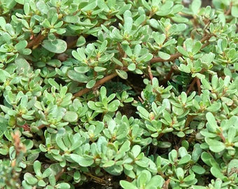Green Purslane Seeds - Portulaca Oleracea - B301
