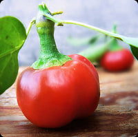 Heirloom Hot Red Cherry Pepper Seeds - Capsicum annuum - B309