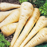 Heirloom Parsnip Hollow Crown Seeds - Pastinaca sativa - B304