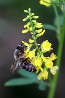 Yellow Blossom Sweet Clover - Melilotus indicus - C24