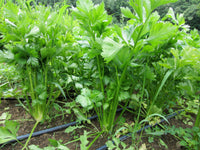 Heirloom Utah 52-70 Tall Celery Seeds - Apium graveolens - B26