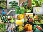 Gourd Cucumber Pumpkin Squash & Melon Varieties Heirloom Seed Catalog Selection