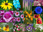 Deer Resistant Wildflower Mix Seeds - Rainbow Flower Blend - binS18
