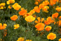 Deer Resistant Wildflower Mix Seeds - Rainbow Flower Blend - binS18