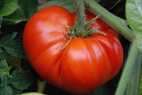 Tomato Seeds Complete Selection - List or Entire Collection - Catalog by Zellajake