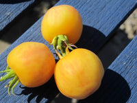 Tomato Seeds Complete Selection - List or Entire Collection - Catalog by Zellajake