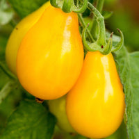 Tomato Seeds Complete Selection - List or Entire Collection - Catalog by Zellajake