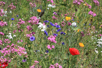 Annual Flower Seeds List -  Zellajake Farm and Garden