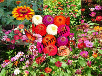 Master Zinnia Seed Mix - Zinnia sp. - ST27