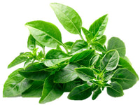 Spicy Globe Basil Herb Seeds - Heirloom bulk  wholesale bin249