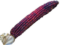 Bloody Butcher Heirloom Corn Seeds - Red Indian Corn - M1