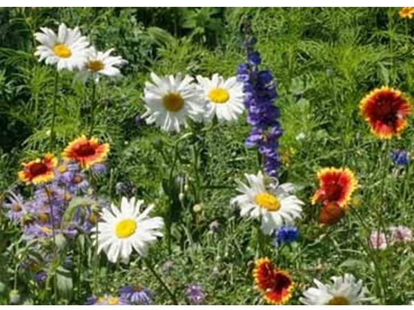 All Perennial Wildflower Mix Seeds - Flower Blend Easy Grow - S6