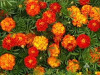 Exclusive All Red Wildflower Mix Seeds -  ST9