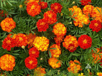 Sunrise Colors Wildflower Mix Seeds - ST9