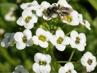 Tall White Sweet Alyssum Seeds - Lobularia maritima - B150