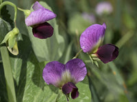 Austrian Winter Pea seeds - Pisum sativum - C21