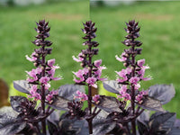 Heirloom Dark Opal Purple Basil Seeds - Ocimum basilicum - B285