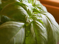 Heirloom Italian Large Leaf Sweet Basil Seeds - Ocimum basilicum - B155