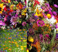 All Perennial Wildflower Mix Seeds - Flower Blend Easy Grow - S6