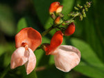 Heirloom Scarlet Runner Pole Bean Seeds - Phaseolus coccineus - C15