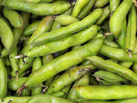 Broad Windsor Fava Bean Seeds - Vicia faba - C14