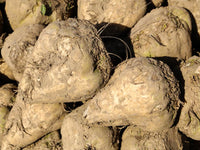 Sugar Beet seeds You Choose Packet Size Giant White Beet for Plot & Survival! C16