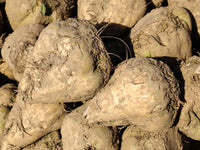 Heirloom Sugar Beet Seeds - Beta vulgaris - C16