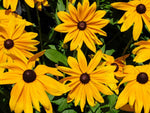 Black Eyed Susan 700 seeds (1/4 gram) rudbeckia hirta Buy 2 Get 1 Free -B23