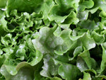 Black Seeded Simpson Leaf Lettuce Seeds - Salad Heirloom b45
