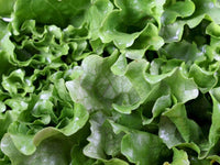 Heirloom Black Seeded Simpson Lettuce Seeds - Lactuca sativa - B45