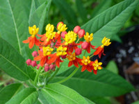 Bloodflower Milkweed - Asclepias curassavica - B212