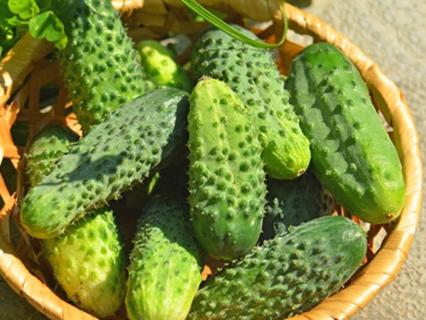 Boston Pickling Cucumber - 30 seeds (1 gram) - Buy 2 get 1 Free - b92