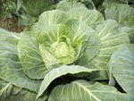Heirloom Brunswick Cabbage Seeds - Brassica oleracea var. capitata - B163
