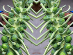 Heirloom Long Island Improved Brussel Sprouts Seeds - Brassica oleracea var. gemmifera - B131